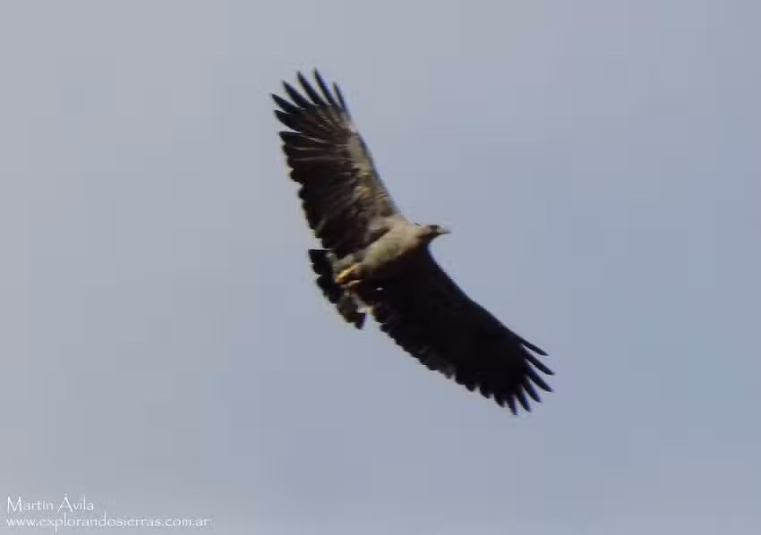 Águila Coronada 2-04-2017