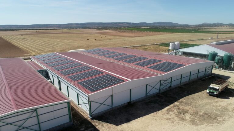 Energía Solar: El Futuro de las Granjas Avícolas