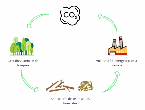 ¿Qué energía se genera con la biomasa?