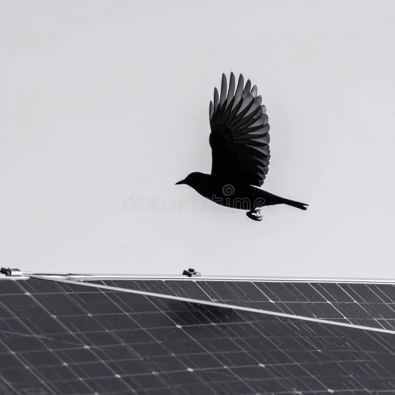 What are the disadvantages of black solar panels?