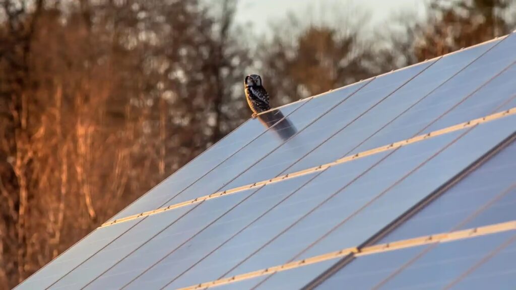 Protege tus Paneles Solares de las Aves