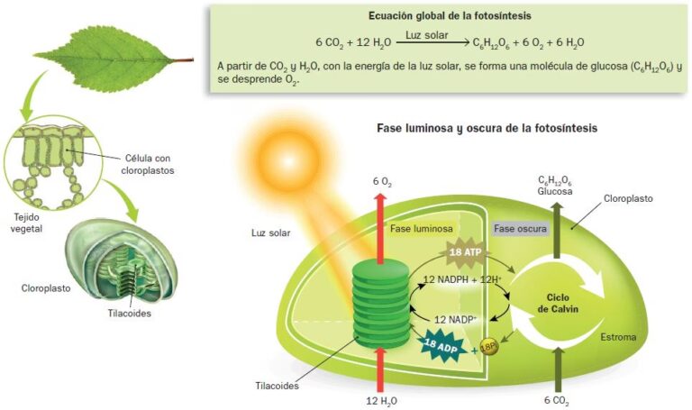 Células Heterótrofas: El Secreto de su Energía