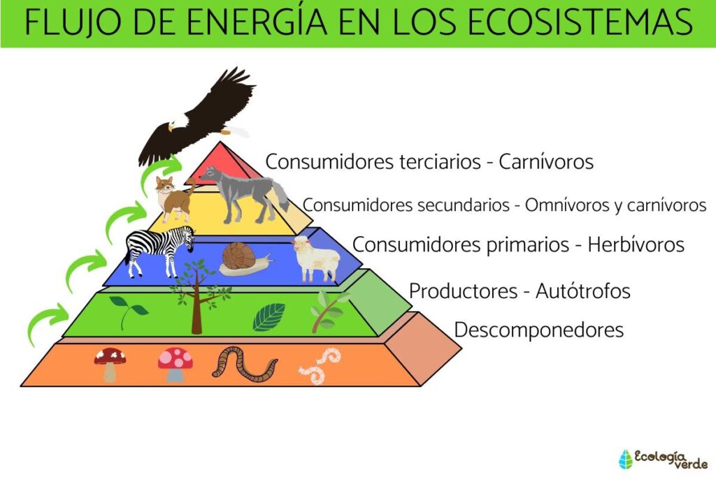 El Ciclo de la Energía: Del Sol a Tu Hogar