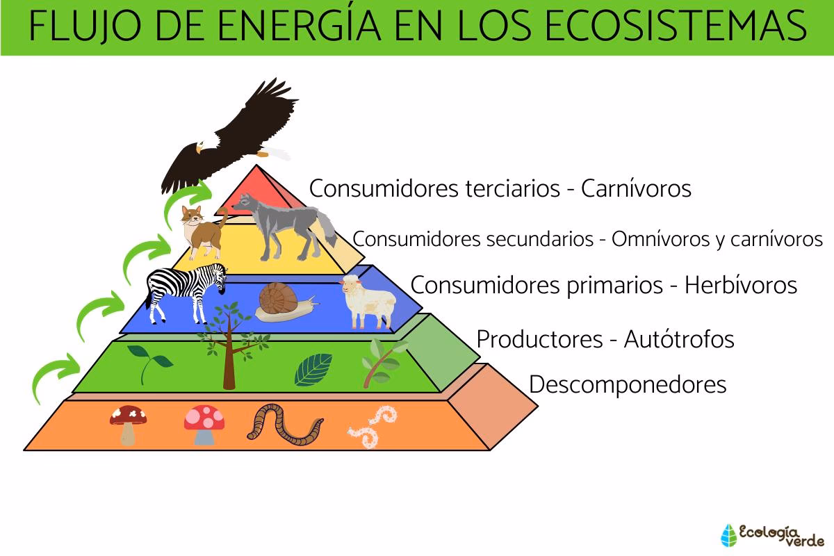 ¿Qué es un ecosistema no subsidiado?