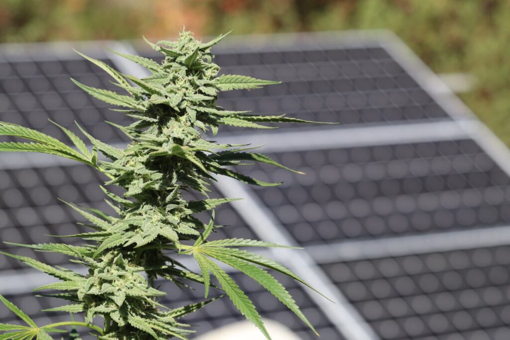 Cultivo de Cannabis con Energía Solar: Guía Verde