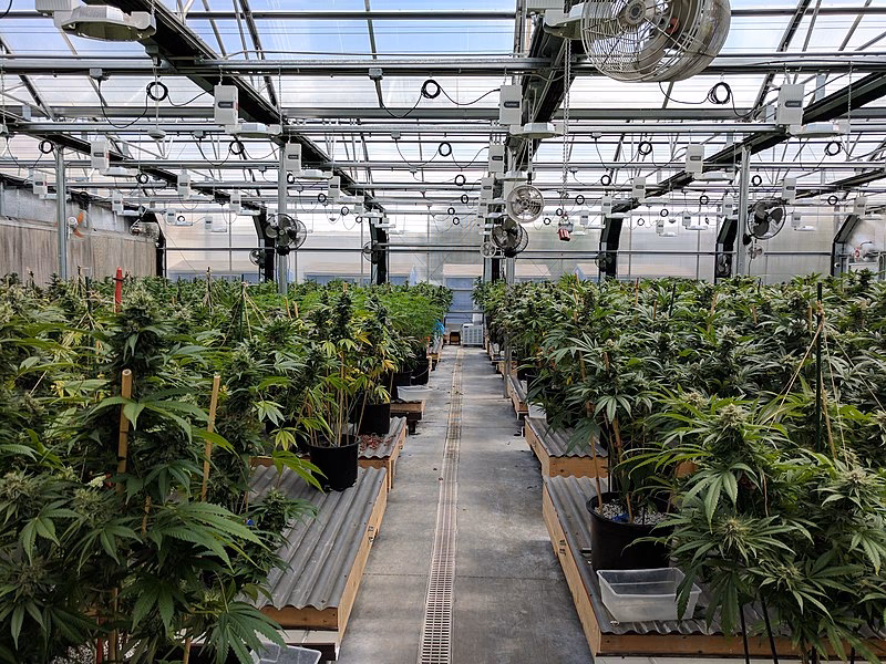 ¿Es posible cultivar cannabis con energía solar?