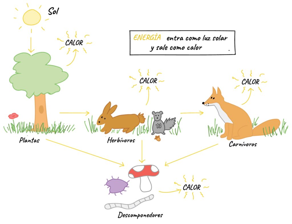 Productividad Primaria: ¿Bruta (PPB) o Neta (PPN)?