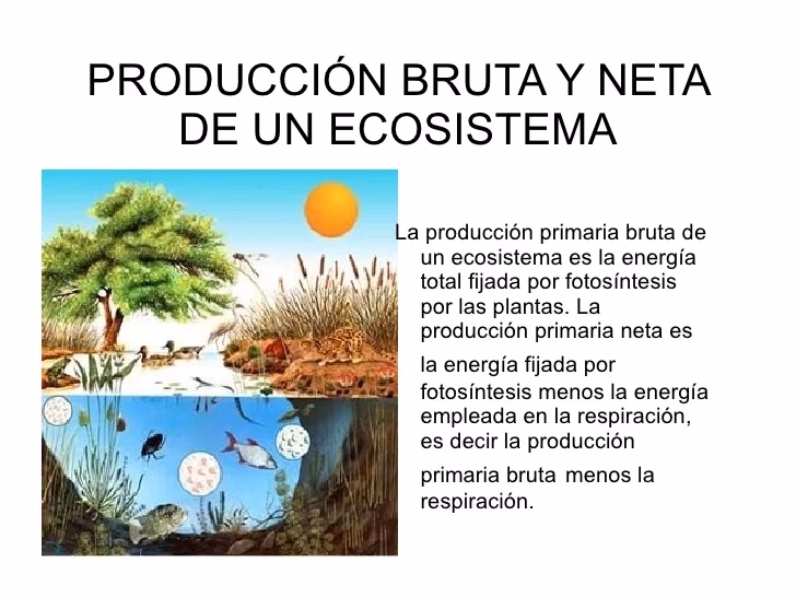 ¿Cómo calcular la productividad bruta y neta?