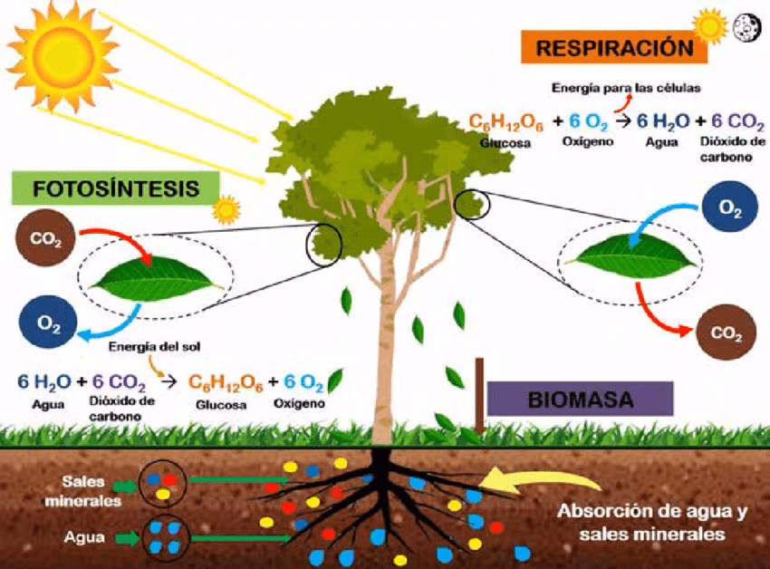 ¿Cómo se calcula la producción neta de un ecosistema?