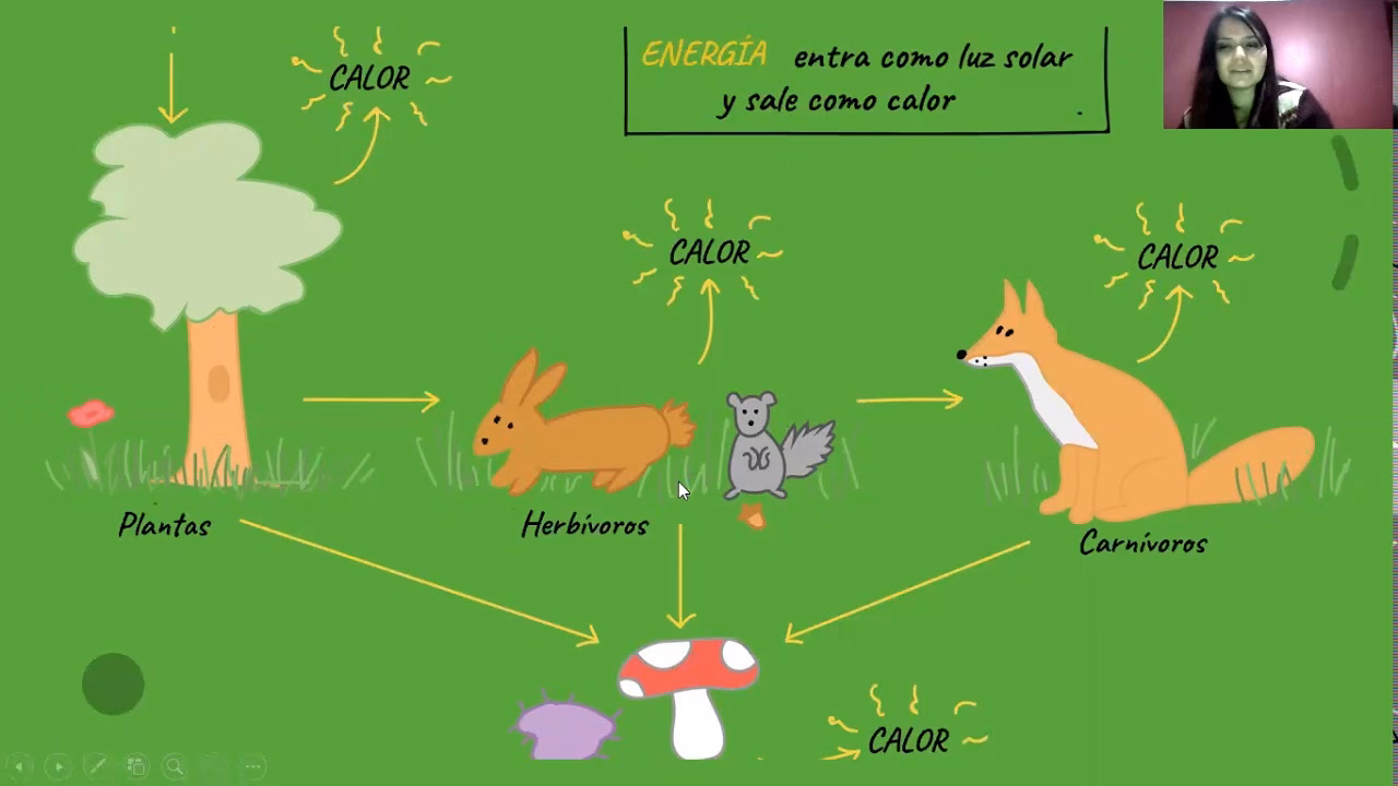 ¿Cómo se determina la energía neta?