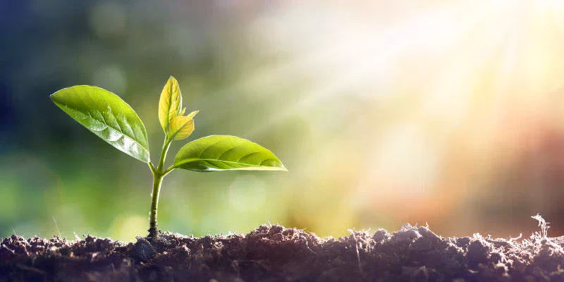 ¿Qué le aporta la luz solar a las plantas?