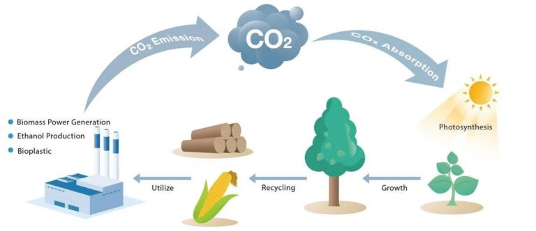 Energía de Biomasa: Guía Completa de Generación