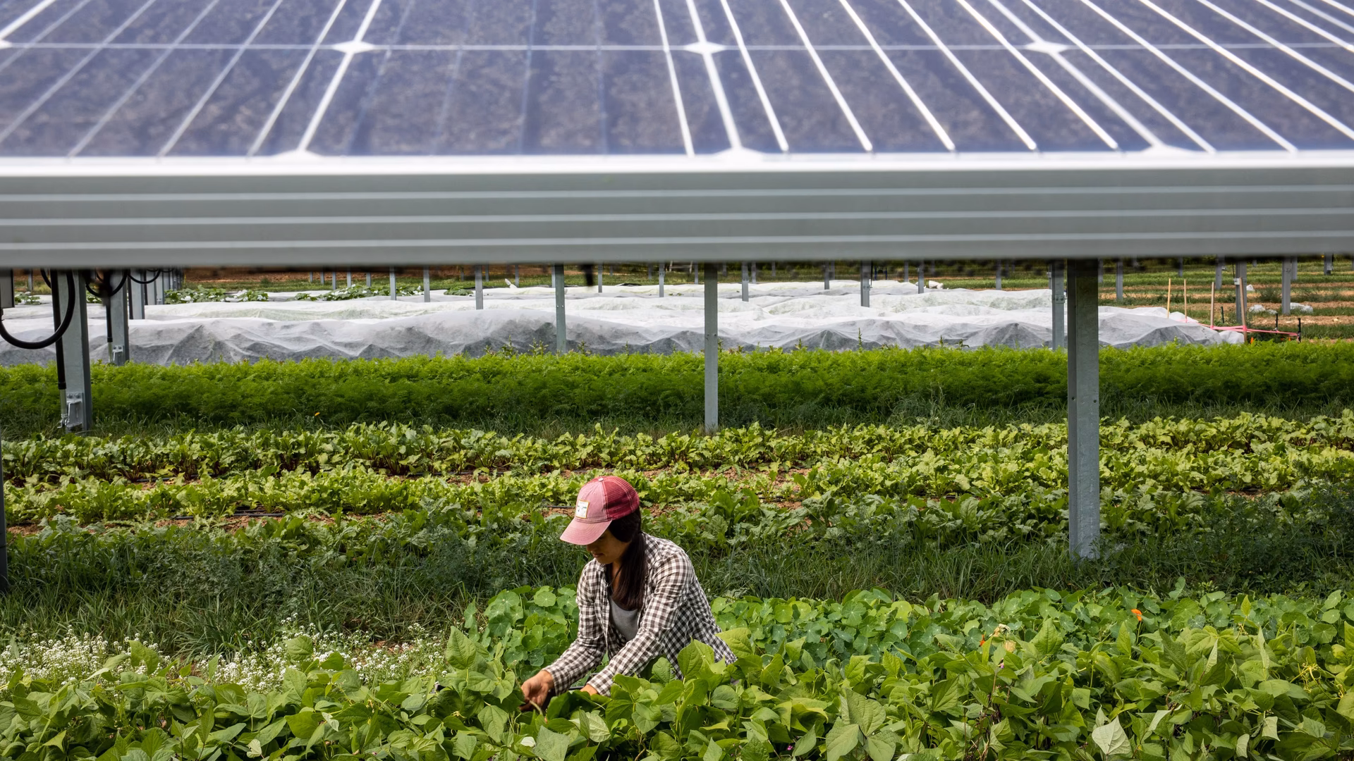 What is a field of solar panels called?