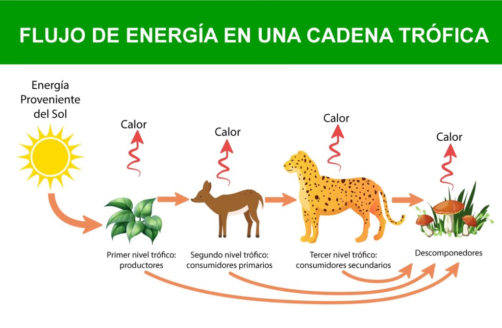 Fenómenos Solares y su Impacto en la Tierra