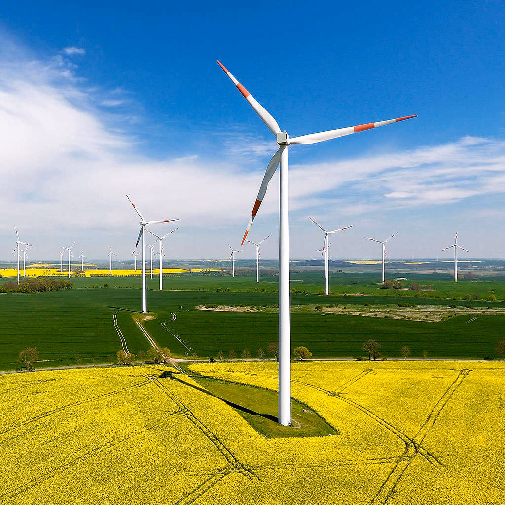 ¿Qué propone Greenpeace?