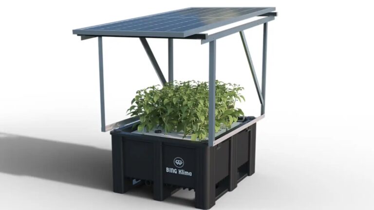 Hidroponía: Cultivos Rentables y Ahorro de Costes