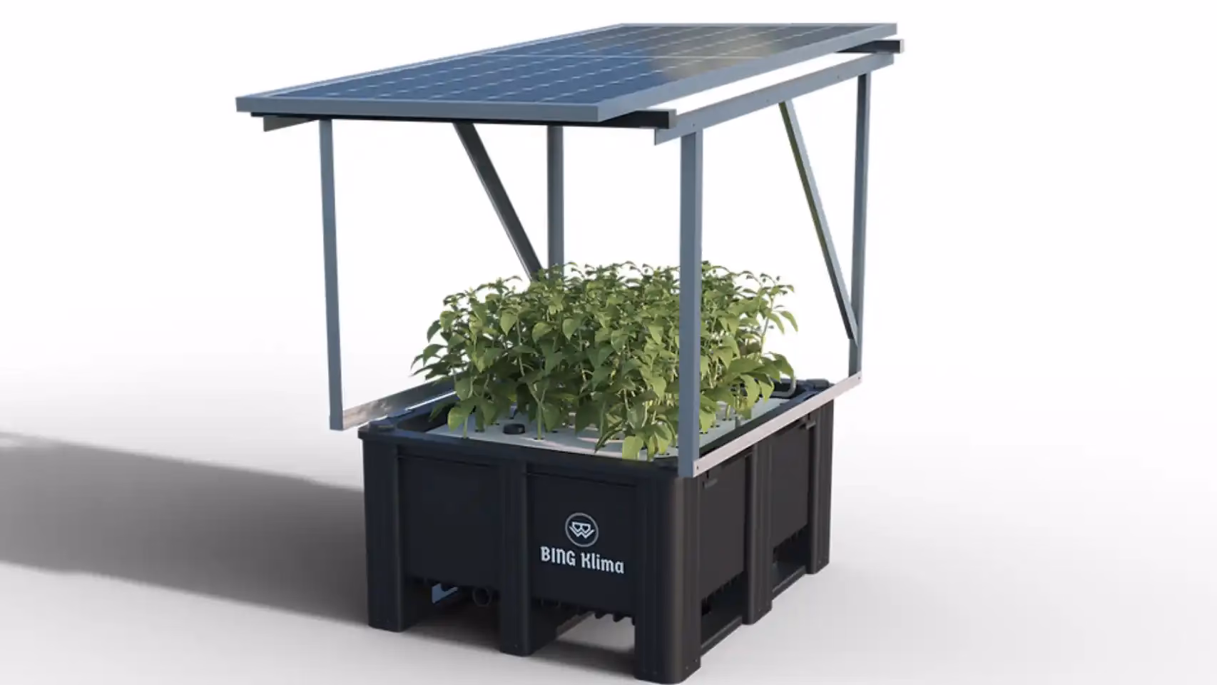 ¿Qué desventajas tiene el cultivo hidropónico?