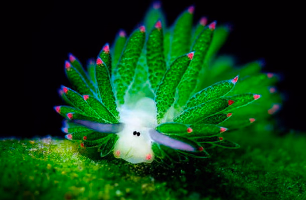 ¿Son reales las babosas marinas que funcionan con energía solar?