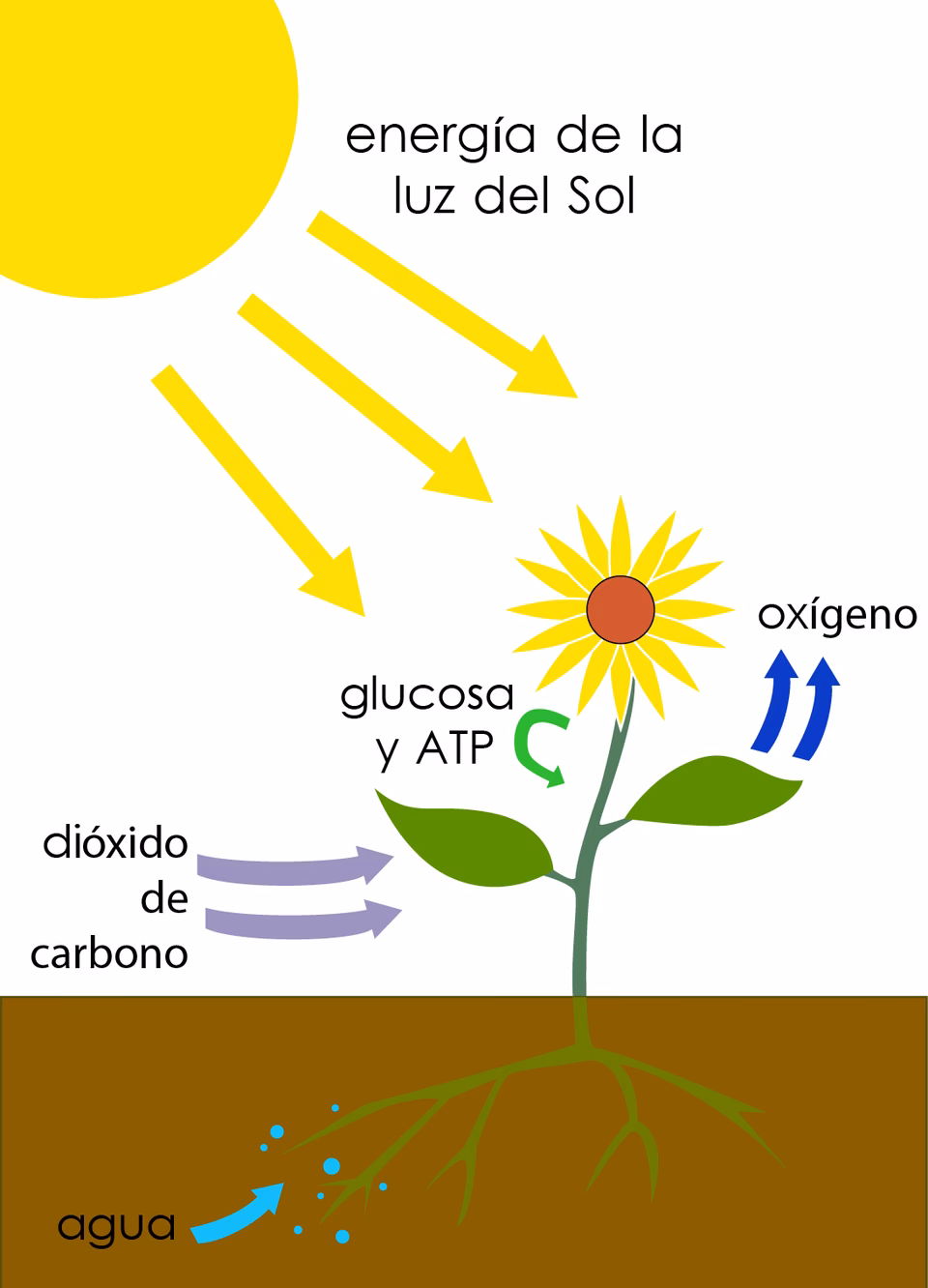 ¿Cuál es la transformación de energía del sol a las plantas?
