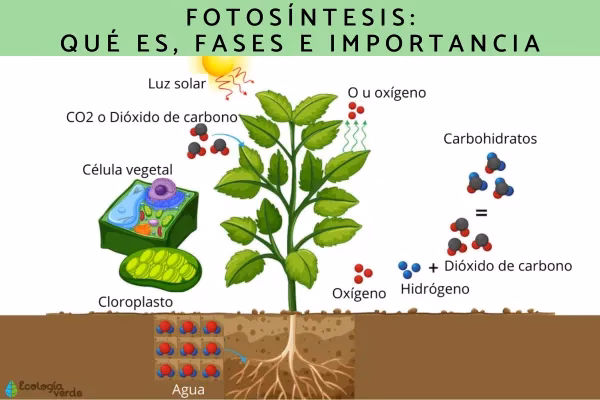 ¿Cómo se transforma la energía en una planta solar?