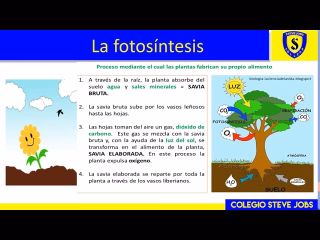 Fotosíntesis: La Energía Solar de la Naturaleza