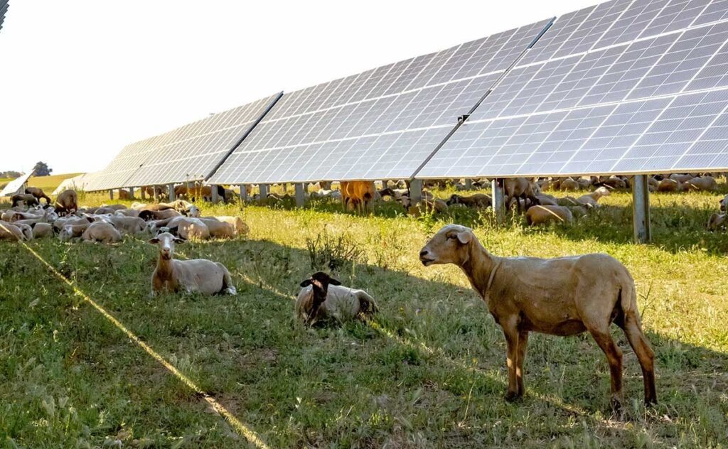 Paneles Solares y Animales: Un Riesgo Oculto