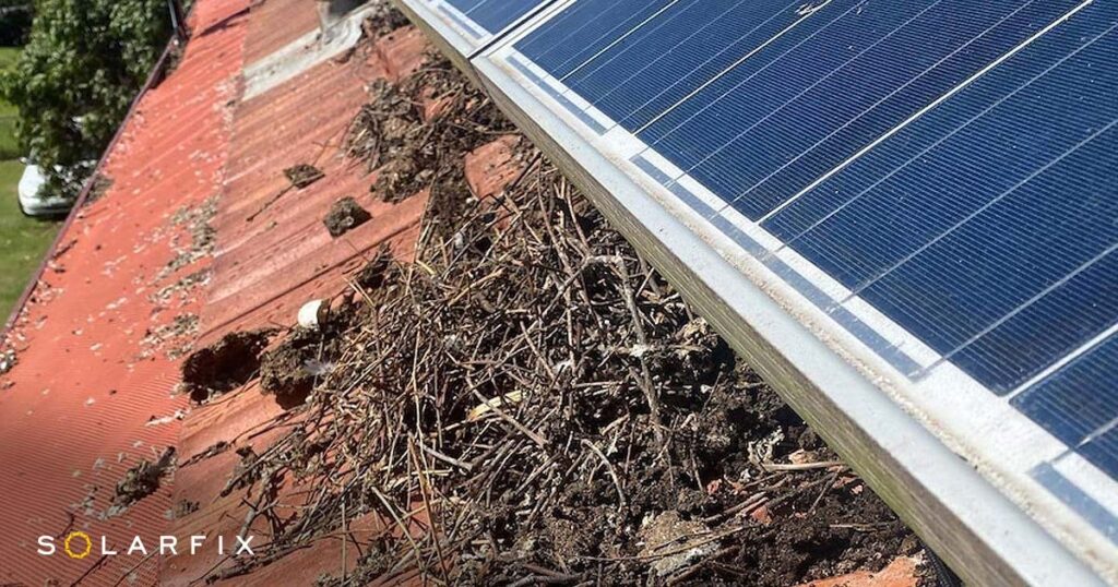 Paneles Solares y Palomas: Guía de Protección