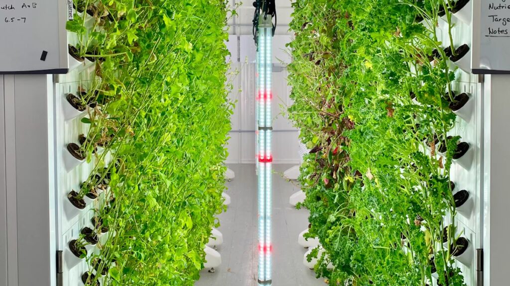 Fotosíntesis: El Panel Solar de la Naturaleza