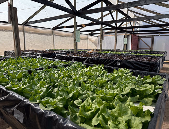 ¿Cómo las plantas verdes convierten la energía solar en energía?