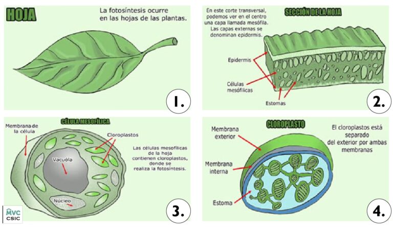 Clorofila: El Panel Solar de la Naturaleza