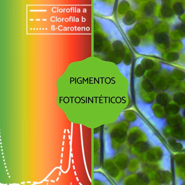 ¿Qué pigmento absorbe la energía solar?