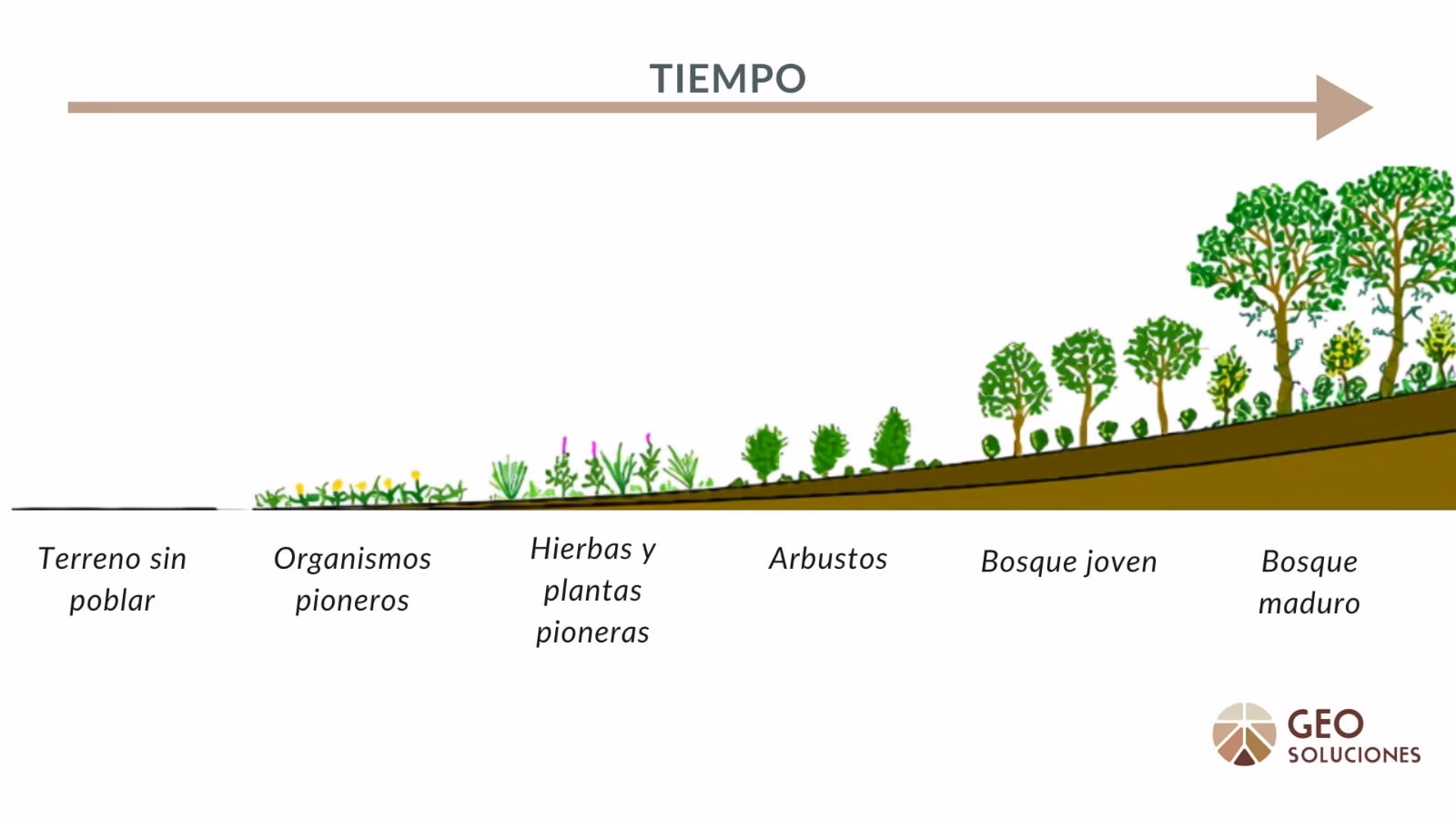 ¿Cómo se produce la sucesión ecológica?