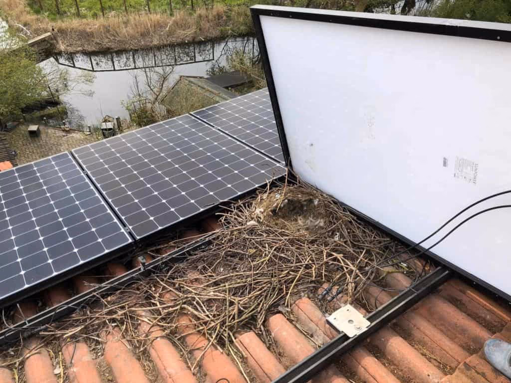 How do you protect solar panels from birds?