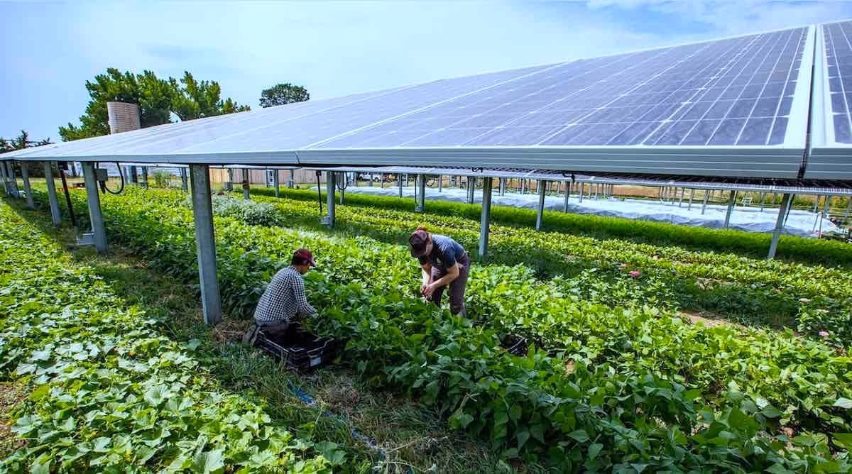 Which solar panel is best for agriculture?