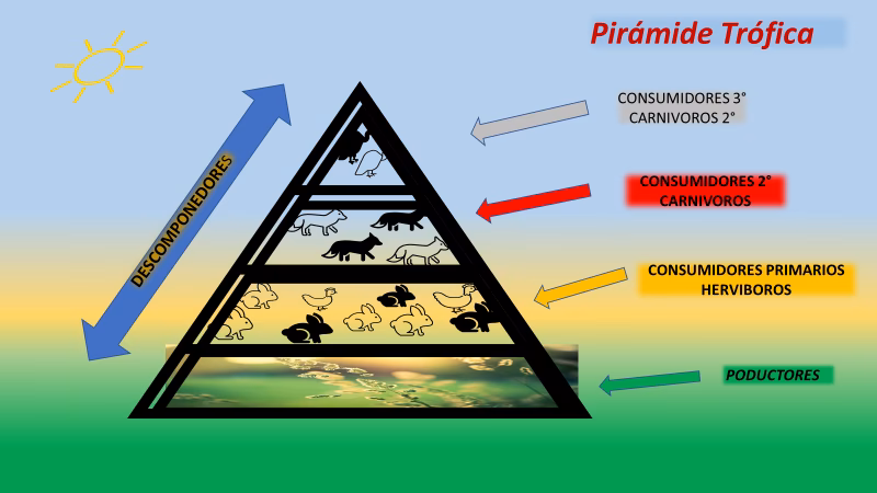 ¿Cómo se llama la energía de los seres vivos?