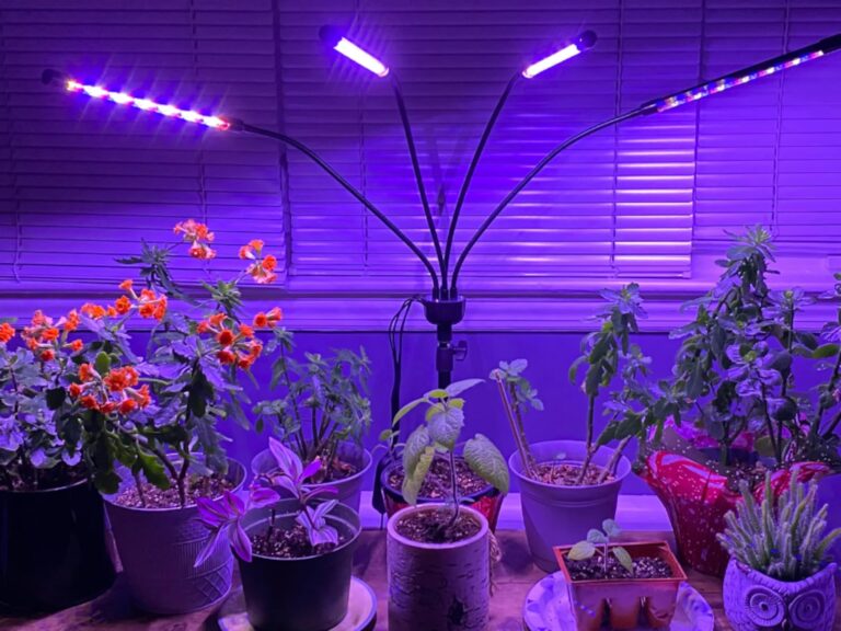 La Luz Ideal para el Crecimiento de tus Plantas