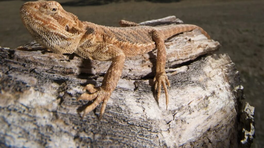 El Secreto Solar de los Reptiles y Lagartos