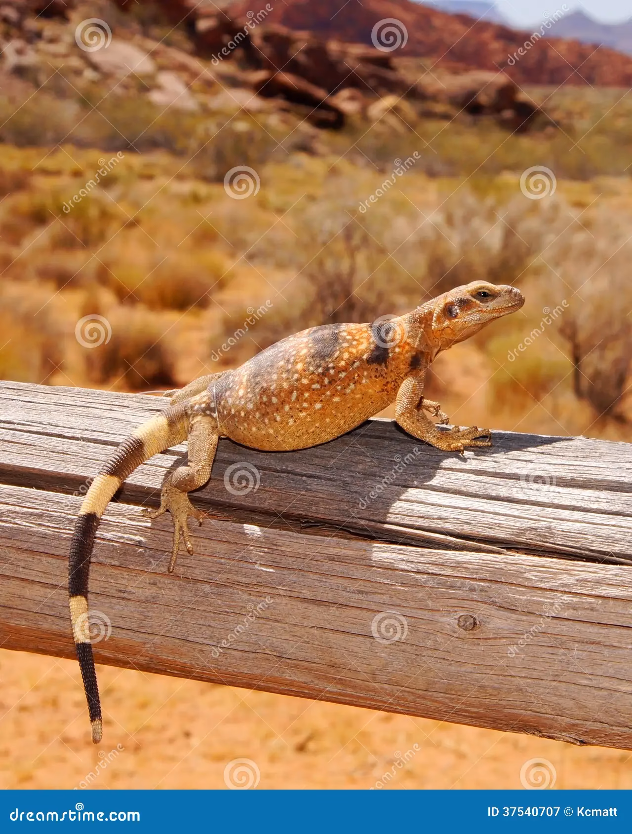 ¿Los lagartos obtienen energía del sol?