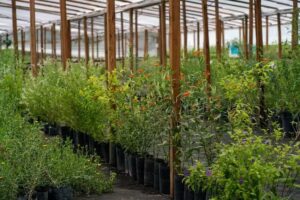 Vivero Municipal de plantas nativas